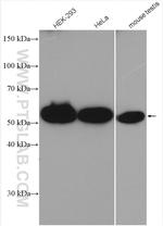 CEP55 Antibody in Western Blot (WB)