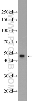 CEP55 Antibody in Western Blot (WB)