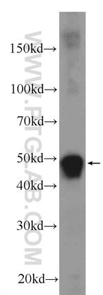 CEP55 Antibody in Western Blot (WB)