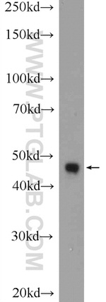 CEP55 Antibody in Western Blot (WB)