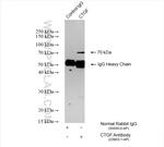 CTGF Antibody in Immunoprecipitation (IP)