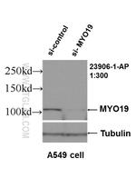 MYO19 Antibody in Western Blot (WB)