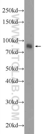 AFAP1L1 Antibody in Western Blot (WB)