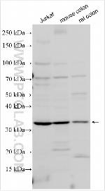 TMEM150 Antibody in Western Blot (WB)