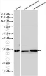 AES Antibody in Western Blot (WB)