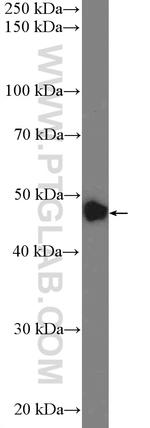 ZNF572 Antibody in Western Blot (WB)
