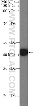 ZNF572 Antibody in Western Blot (WB)