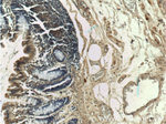 SOX7 Antibody in Immunohistochemistry (Paraffin) (IHC (P))