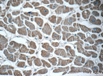 MOK Antibody in Immunohistochemistry (Paraffin) (IHC (P))