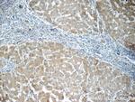 MOK Antibody in Immunohistochemistry (Paraffin) (IHC (P))