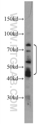 MOK Antibody in Western Blot (WB)