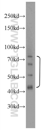 MOK Antibody in Western Blot (WB)
