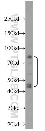MOK Antibody in Western Blot (WB)