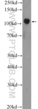 PRPF6 Antibody in Western Blot (WB)