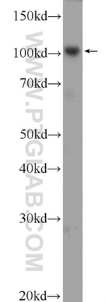 PRPF6 Antibody in Western Blot (WB)