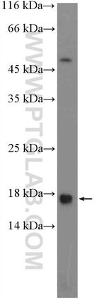 LY6H Antibody in Western Blot (WB)