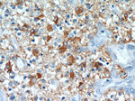 GFAP Antibody in Immunohistochemistry (Paraffin) (IHC (P))