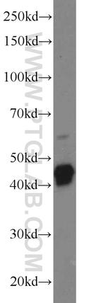GFAP Antibody in Western Blot (WB)