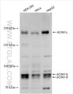 ACIN1 Antibody in Western Blot (WB)