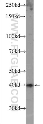 SOX12 Antibody in Western Blot (WB)