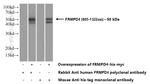 FRMPD4 Antibody in Western Blot (WB)