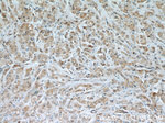 HEATR4 Antibody in Immunohistochemistry (Paraffin) (IHC (P))