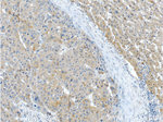 IGHMBP2 Antibody in Immunohistochemistry (Paraffin) (IHC (P))