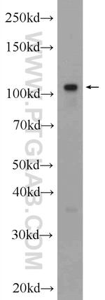 IGHMBP2 Antibody in Western Blot (WB)