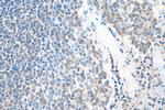 MAP4K1 Antibody in Immunohistochemistry (Paraffin) (IHC (P))
