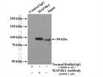 MAP4K1 Antibody in Immunoprecipitation (IP)