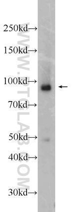 MAP4K1 Antibody in Western Blot (WB)