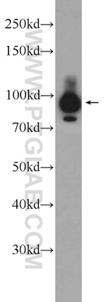 MAP4K1 Antibody in Western Blot (WB)