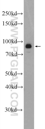 MAP4K1 Antibody in Western Blot (WB)