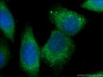 CHPF N-terminal Antibody in Immunocytochemistry (ICC/IF)