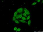 NSBP1 Antibody in Immunocytochemistry (ICC/IF)