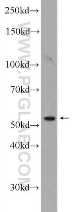 NSBP1 Antibody in Western Blot (WB)