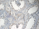NSBP1 Antibody in Immunohistochemistry (Paraffin) (IHC (P))