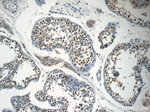 NSBP1 Antibody in Immunohistochemistry (Paraffin) (IHC (P))