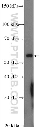 NSBP1 Antibody in Western Blot (WB)