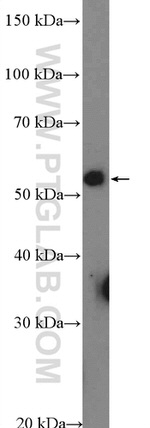 NSBP1 Antibody in Western Blot (WB)