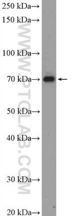 MPEG1 Antibody in Western Blot (WB)