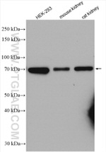 HOMEZ Antibody in Western Blot (WB)