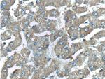 G6PC3 Antibody in Immunohistochemistry (Paraffin) (IHC (P))