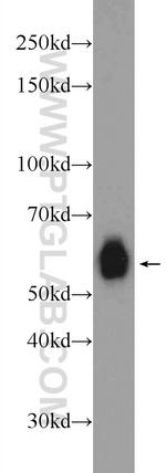 RCOR2 Antibody in Western Blot (WB)