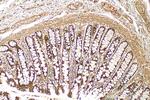 BCL2L15 Antibody in Immunohistochemistry (Paraffin) (IHC (P))