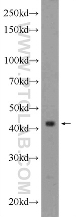 BARHL2 Antibody in Western Blot (WB)