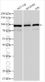 TTLL2 Antibody in Western Blot (WB)