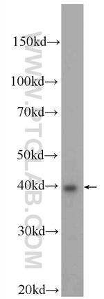BRMS1L Antibody in Western Blot (WB)