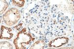 TFAM Antibody in Immunohistochemistry (Paraffin) (IHC (P))