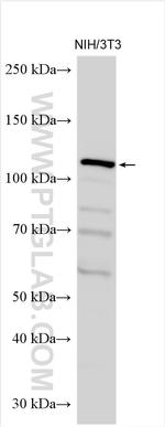 C7orf63 Antibody in Western Blot (WB)